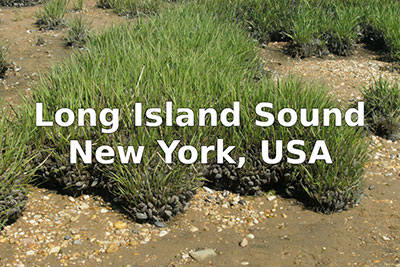 Image of intertidal area and seagrass with text Long Island Sound, New York, USA.