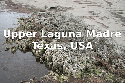 Image of shore during low tide with text Upper Laguna Madre, Texas, USA.